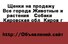 Щенки на продажу - Все города Животные и растения » Собаки   . Кировская обл.,Киров г.